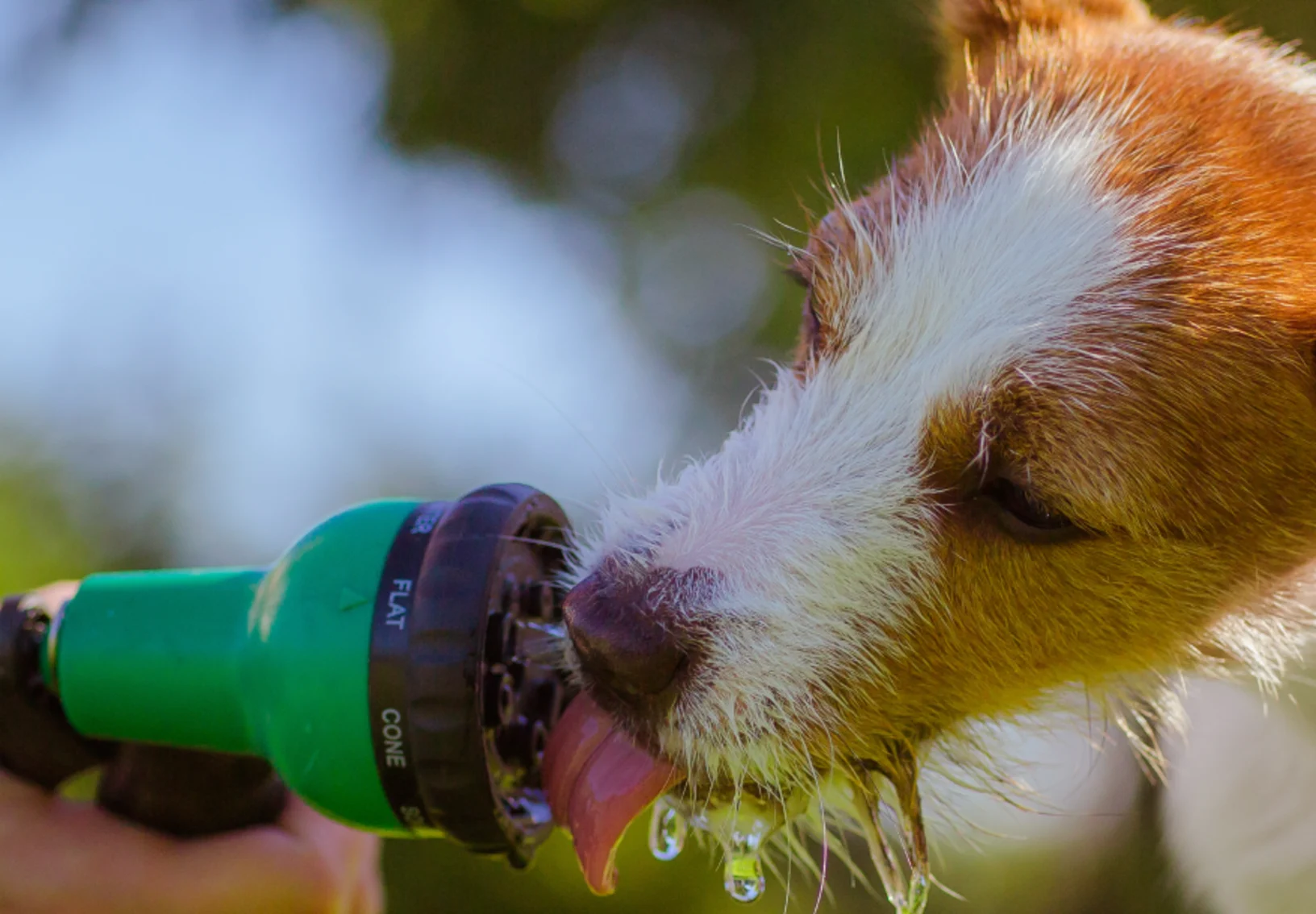 A dog drinking from a hose 